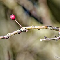 A2150866_DxO