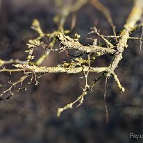 A2150873_DxO