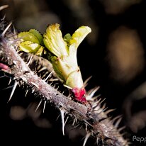 B2000137_DxO