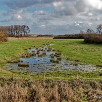 12110006_DxO