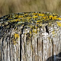 A1110282_DxO