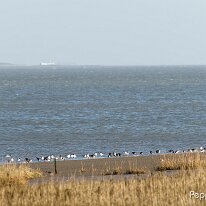 A1110283_DxO