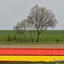 B2000025_DxO