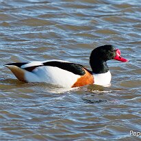 A1080236_DxO
