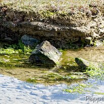 A4051100_DxO