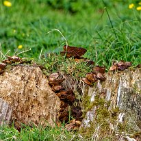 B2001509_DxO