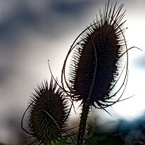 B2001519_DxO