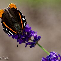 A6303626_DxO (2048)