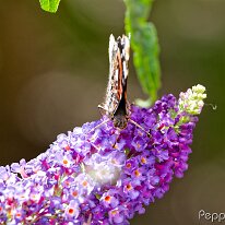 A6303627_DxO (2048)