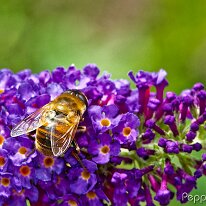 A6303630_DxO (2048)
