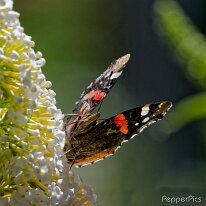 A7043636_DxO (2048)