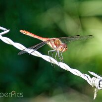 A8273746_DxO
