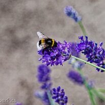 B2001350_DxO (2048)
