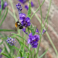 B2001352_DxO (2048)