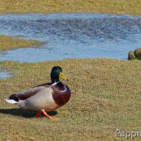 A3251020_DxO