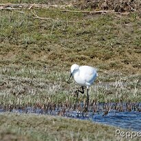 A3251022_DxO