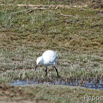 A3251025_DxO