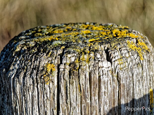 Hoofdplaat Hoofdplaat © Pepperpics / Bram Bonnewel