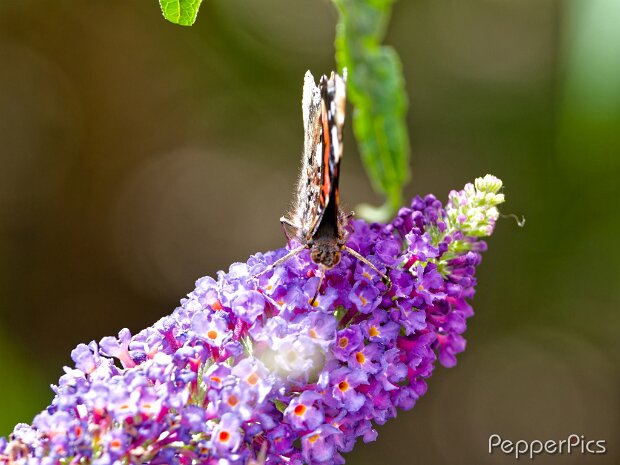 Vlinders en bijen en libellen in onze tuin Vlinders en bijen in onze tuin © Pepperpics / Bram Bonnewel
